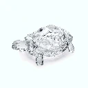 Pearl Turtle ( Clear )